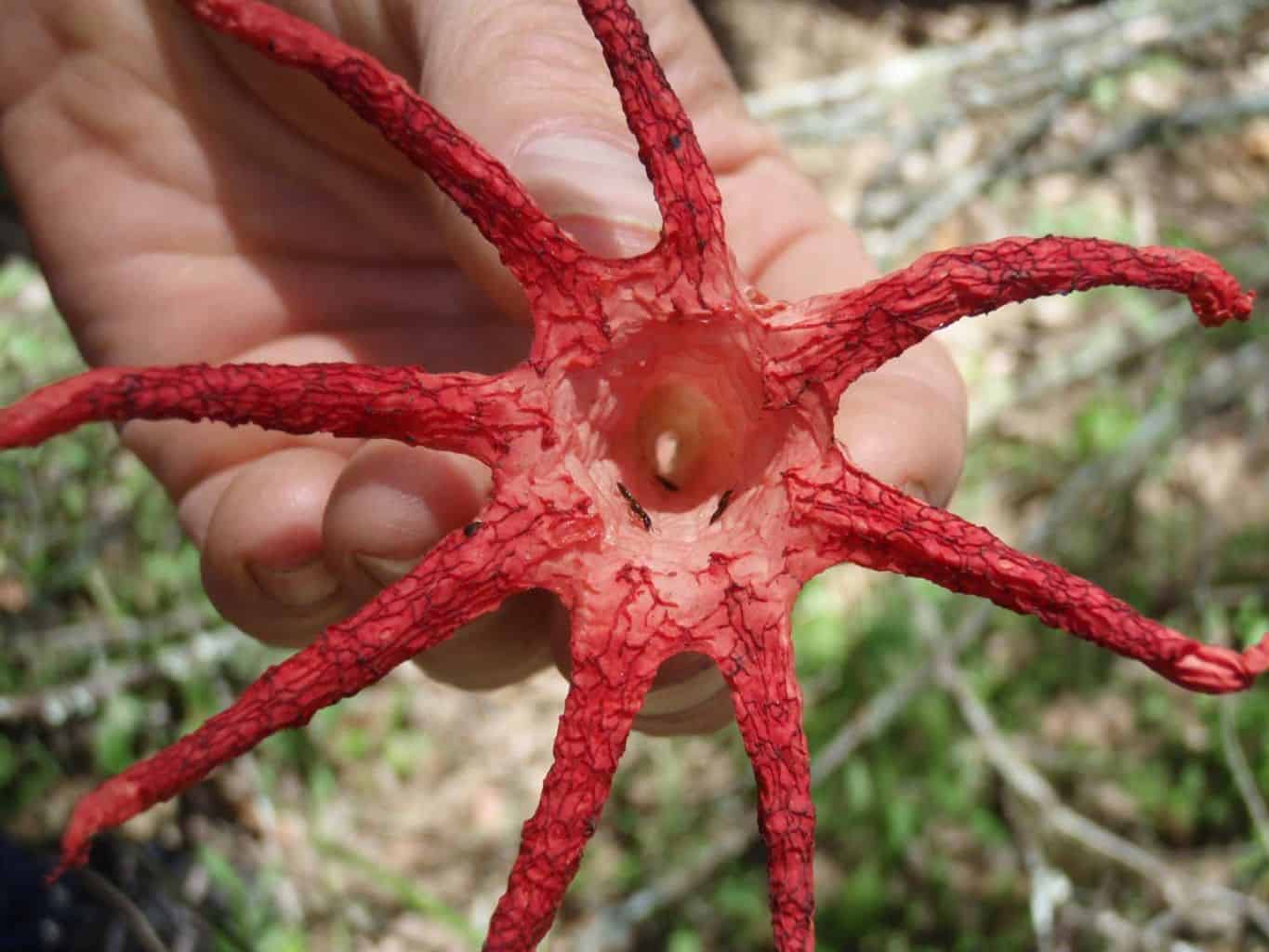 Anemone Fungus, Morton NP