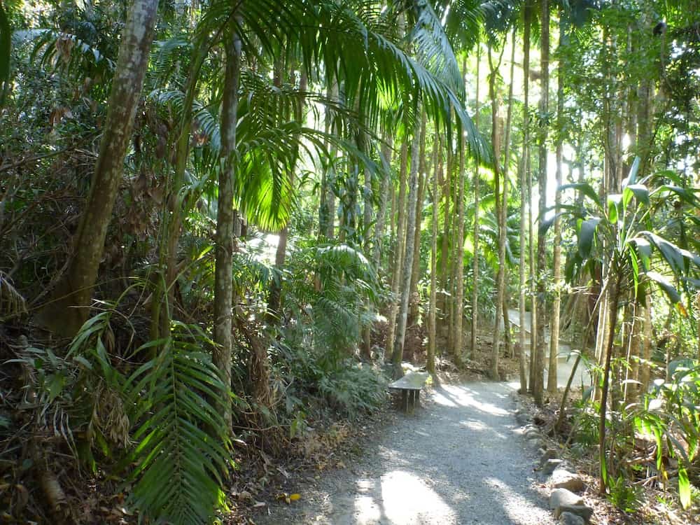 Mt Tambourine Rainforest