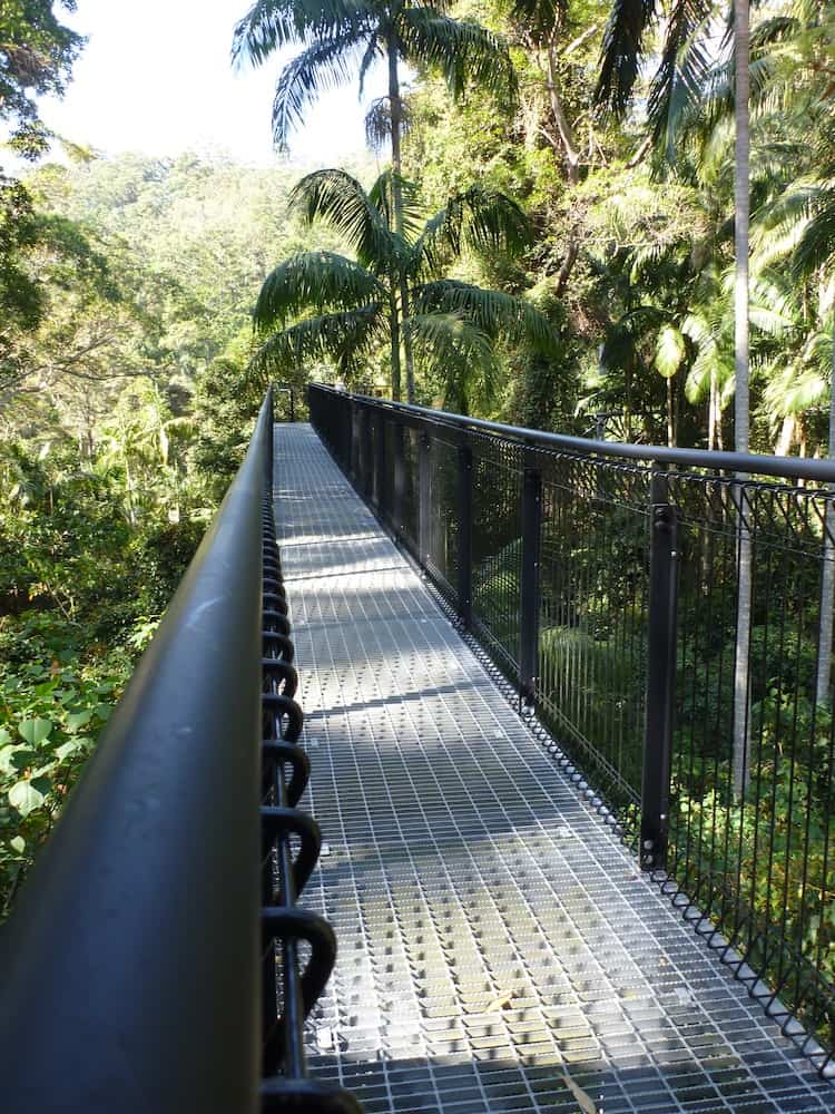 Suspended high in the canopy at Mt Tambourine