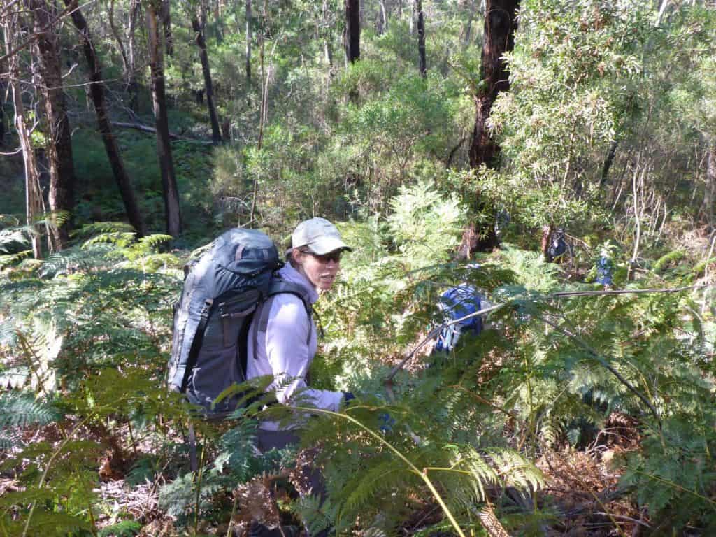 Ferns in Morton NP