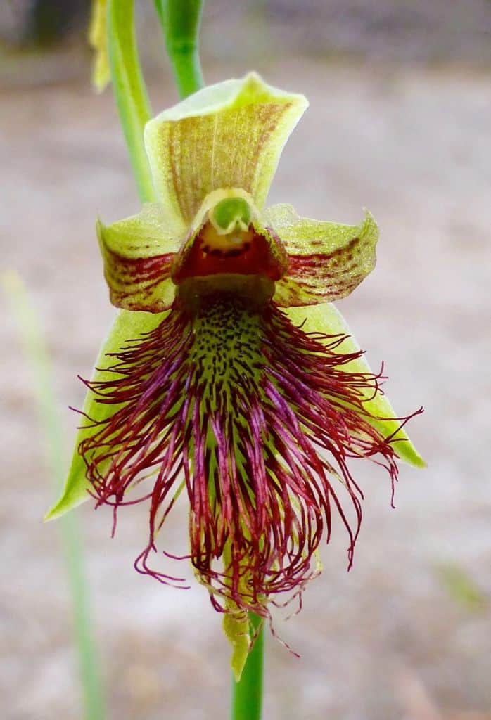 Australian Native Orchids