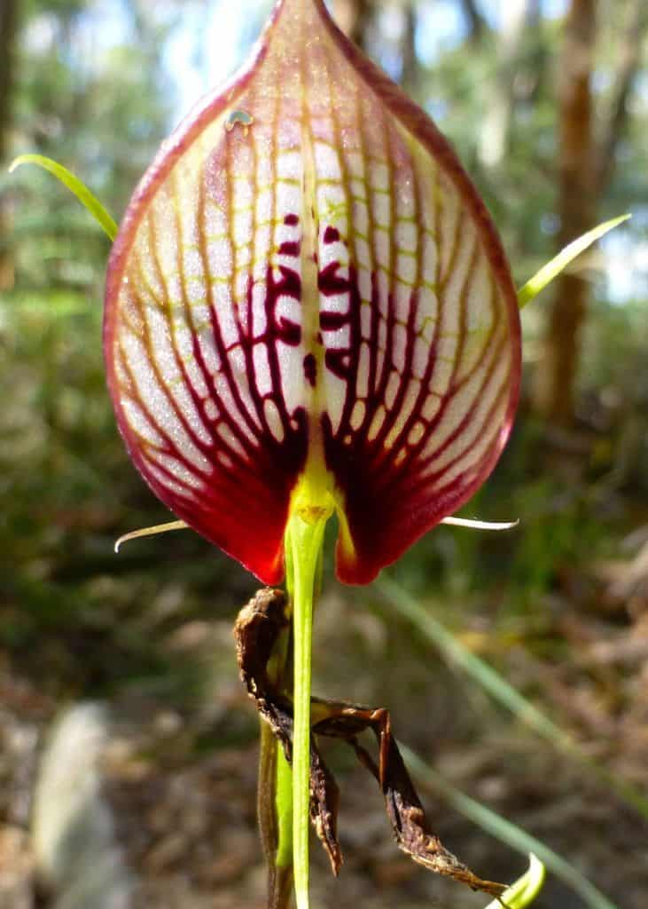 12 Australian Native Orchids stop you in your - Lotsafreshair