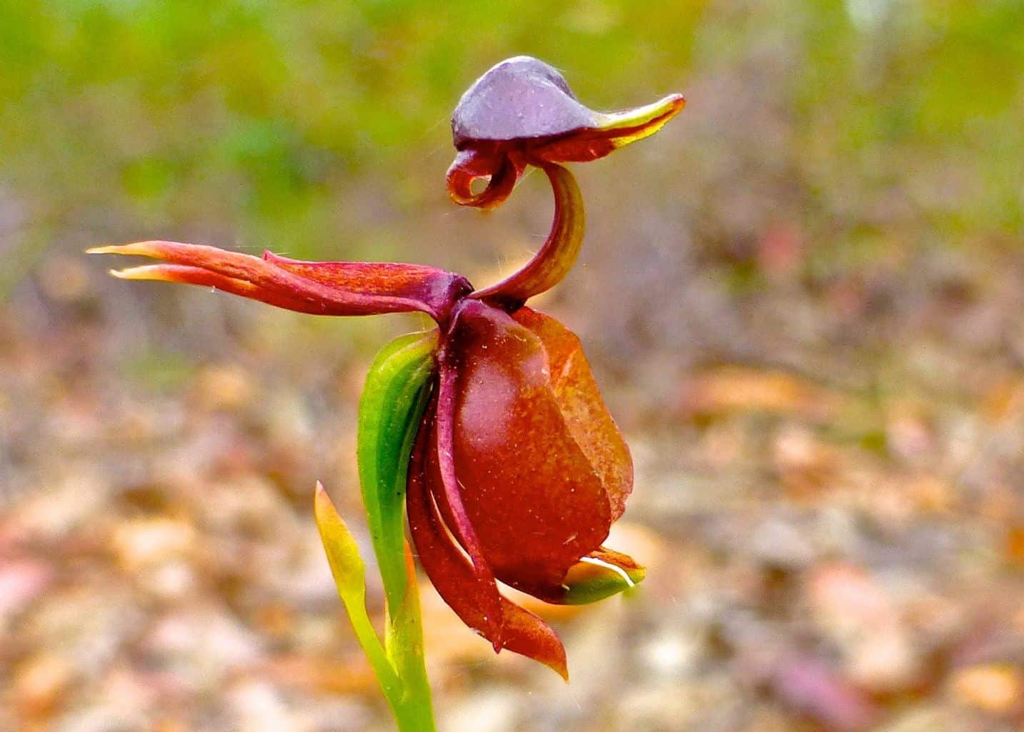 12 Australian Native Orchids stop you in your - Lotsafreshair