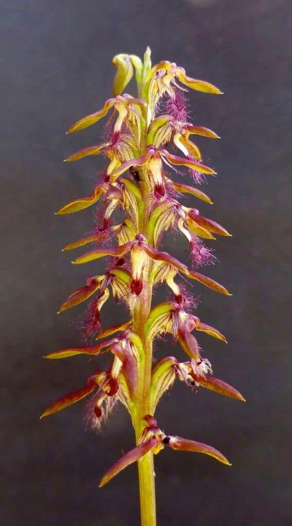 12 Australian Native Orchids stop you in your - Lotsafreshair