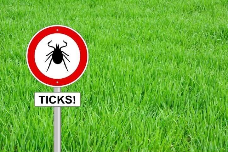 Ticks in Australia