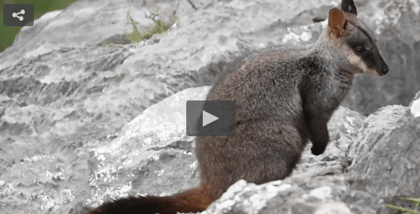 Brush Tailed Rock Wallaby