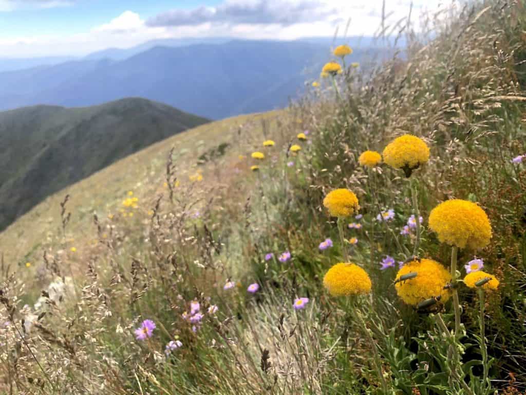 Mt Feathertop