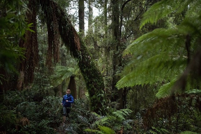 Tarkine