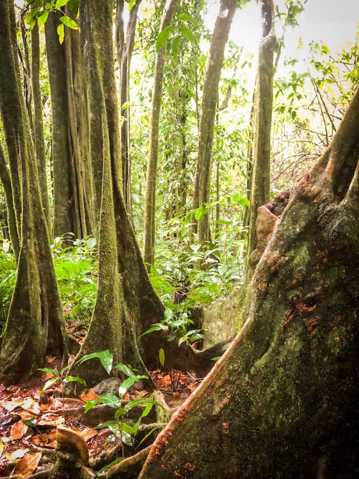 hiking in tahiti