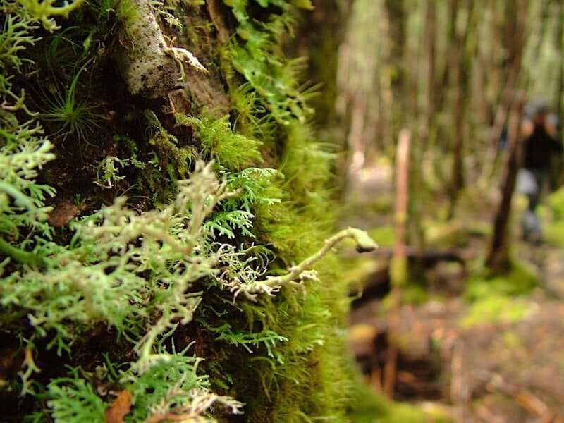 Kindred A Cradle Mountain Love Story by Kate Legge