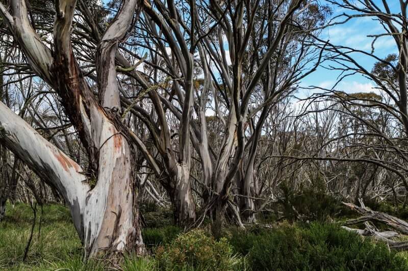 Snow gums