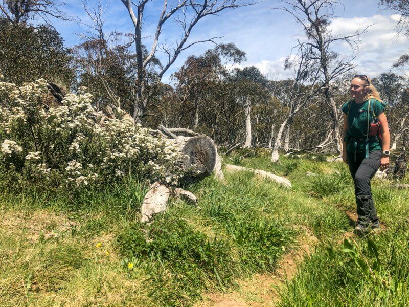 Female hiker walking in alpine trail near wildflowers.