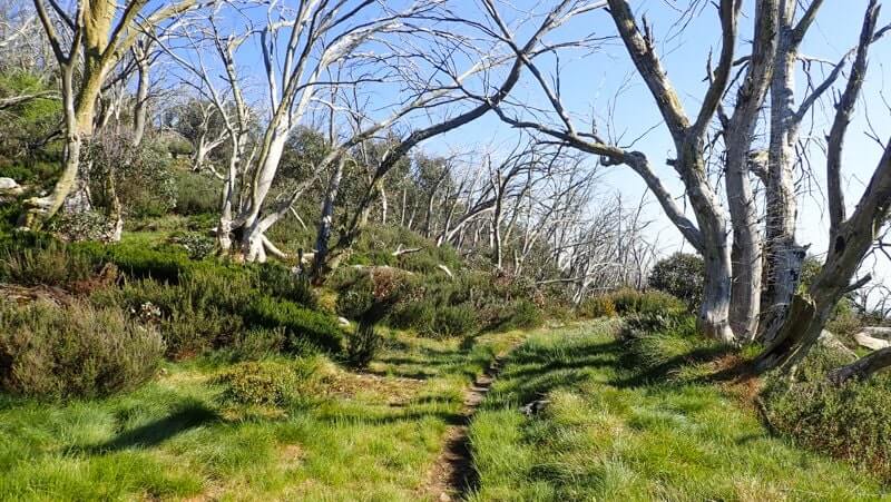 The Fainters via Tawonga Huts