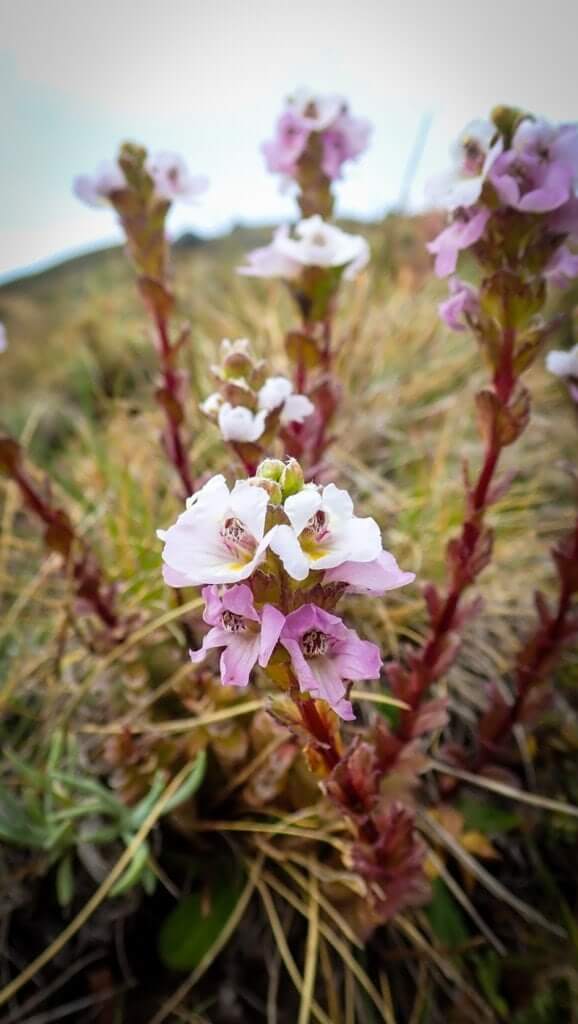 Alpine flowers Australia