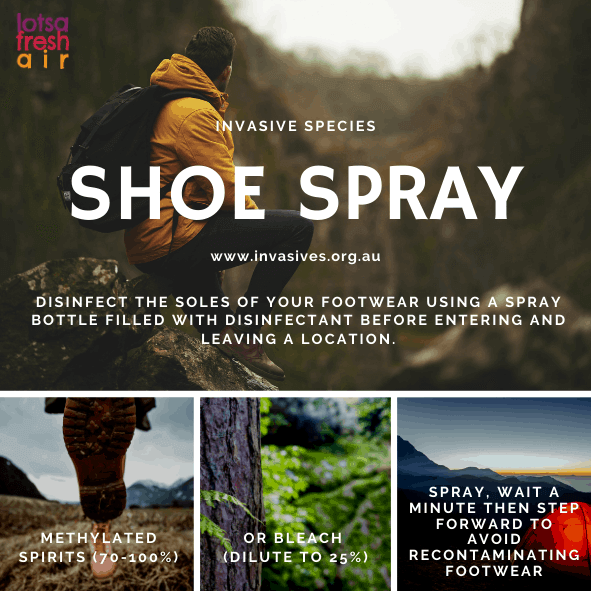 Invasive Species Boot Spray Printable