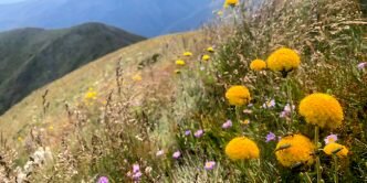 Mt Feathertop Bon Accord Spur