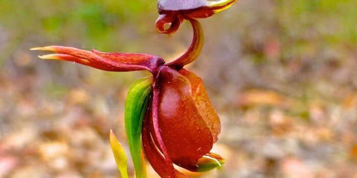 Australian Native OrchidsAustralian Native Orchids
