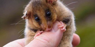 Mountain-Pygmy-Possum-by-Andy-Wettenhall
