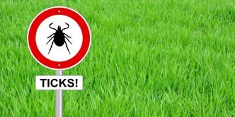 Ticks in Australia